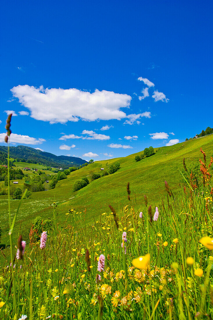 Blumenwiese, Krakautal, Steiermark, Österreich