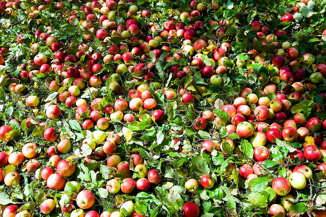Äpfel im Gras, Steiermark, Österreich