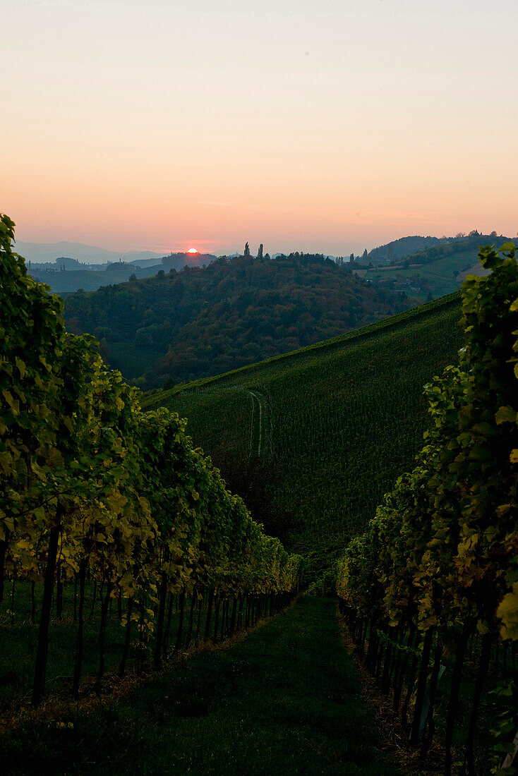 Weinberg im Herbst, Steiermark, Österreich