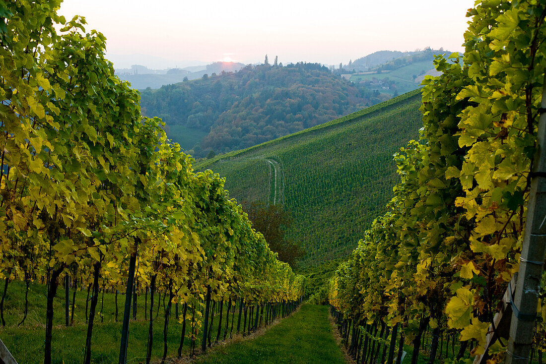 Vineyard in autumn, Styria, Austria