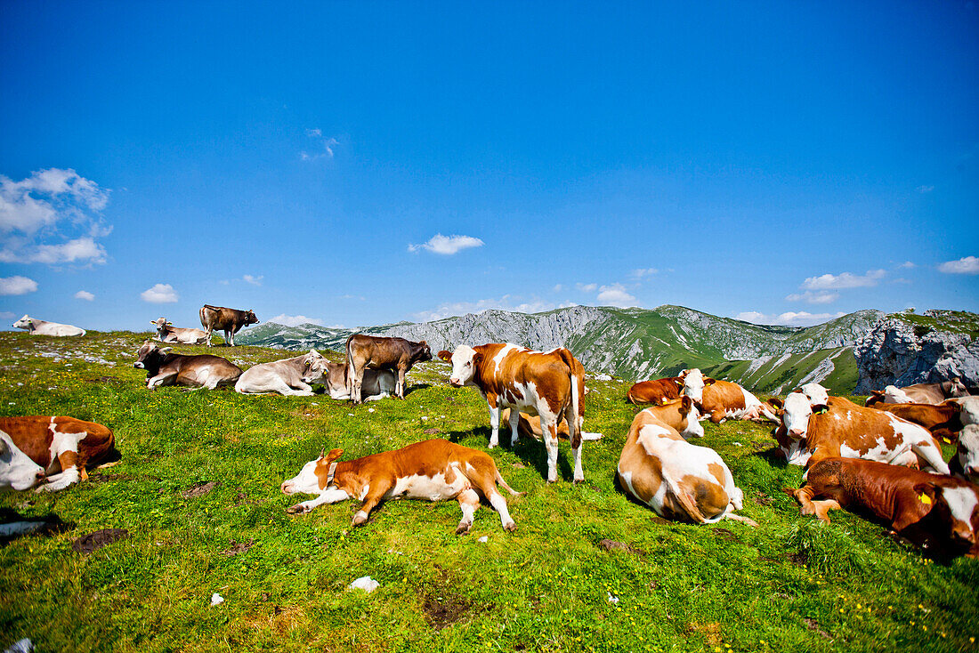 Kuhherd auf einer Weide, Hochschwab, Steiermark, Österreich