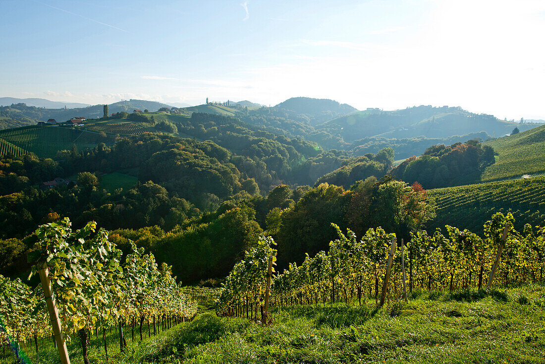 Vineyard in autumn, Styria, Austria