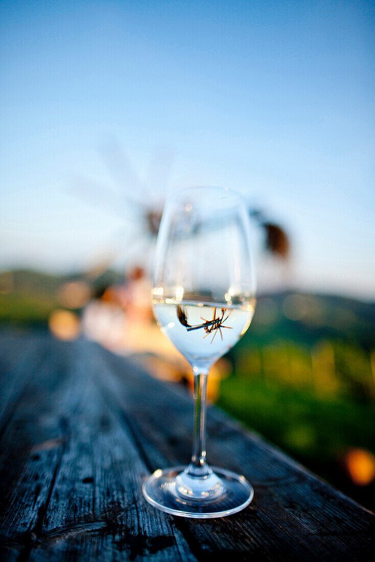 A glass of white wine, Styria, Austria