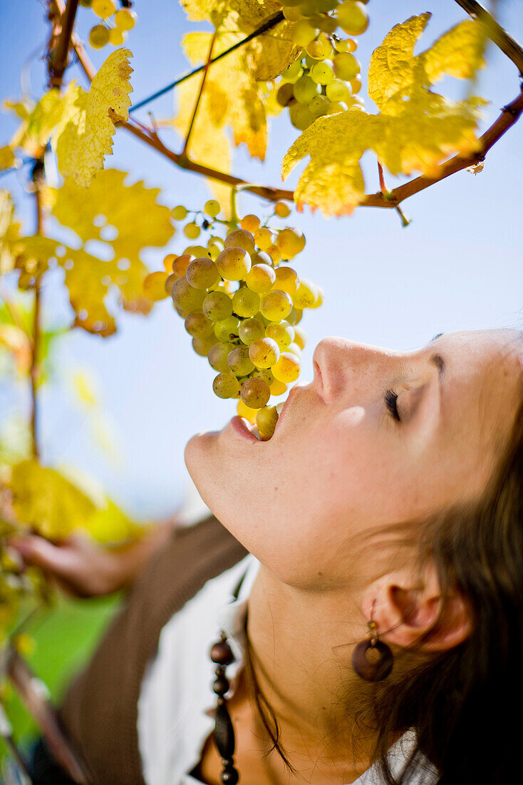 Junge Frau isst Weintrauben von einer Weinrebe, Steiermark, Österreich