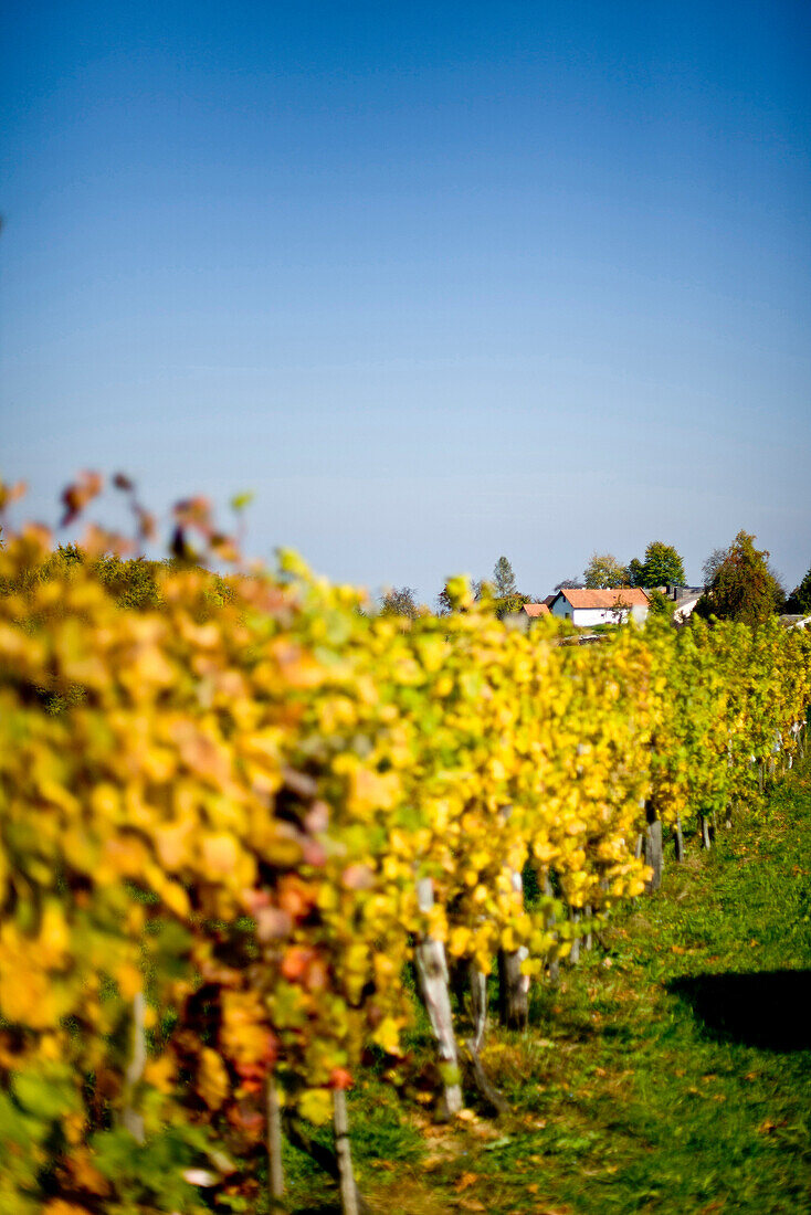 Weinberg im Herbst, Steiermark, Österreich