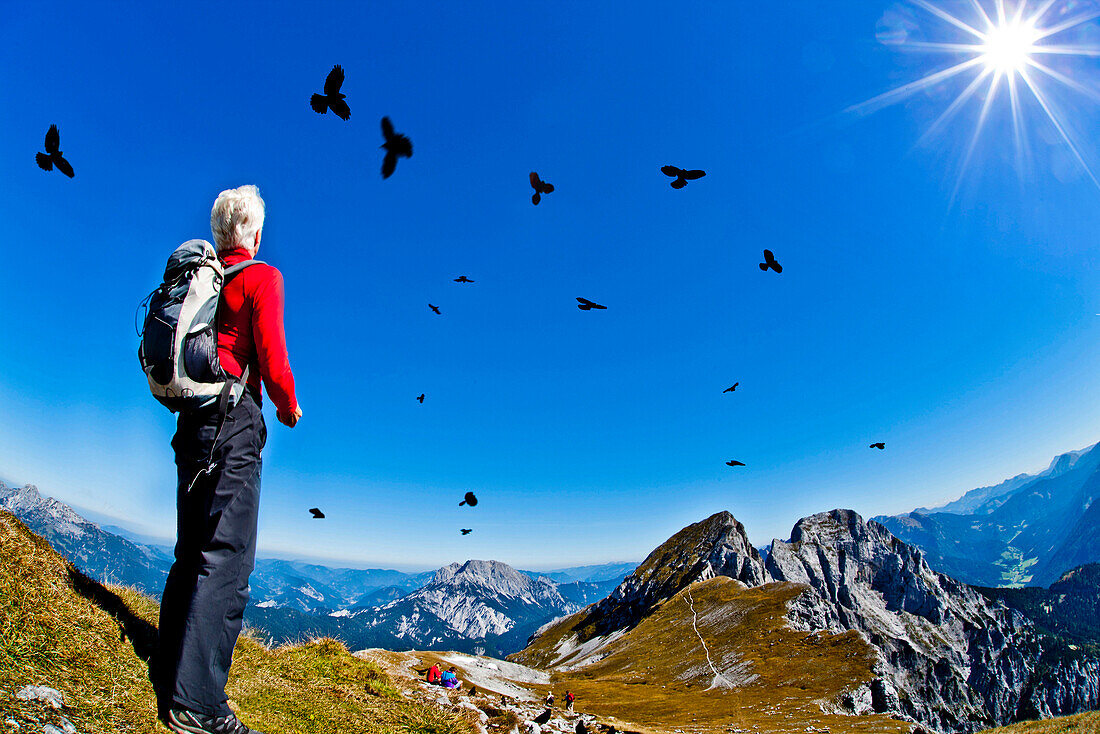 Hiker feeding Alpine choughs, Admonter Kalbling, Kaiserau, Styria, Austria