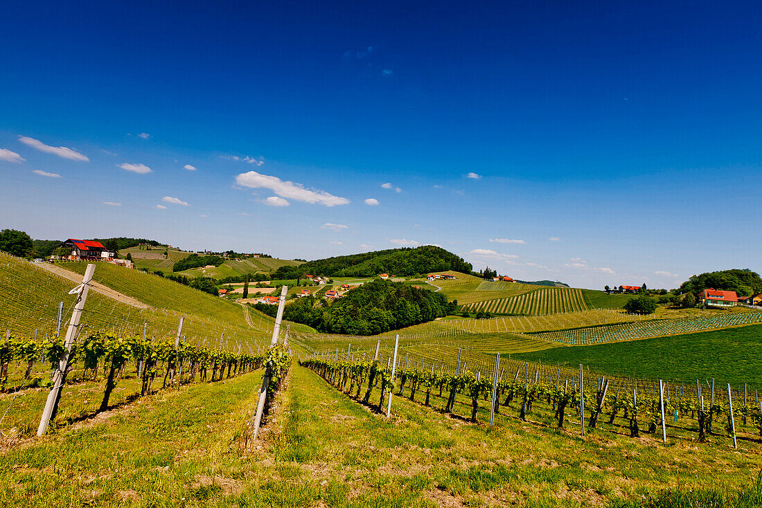 Weinanbau am Silberberg, Steiermark, Österreich