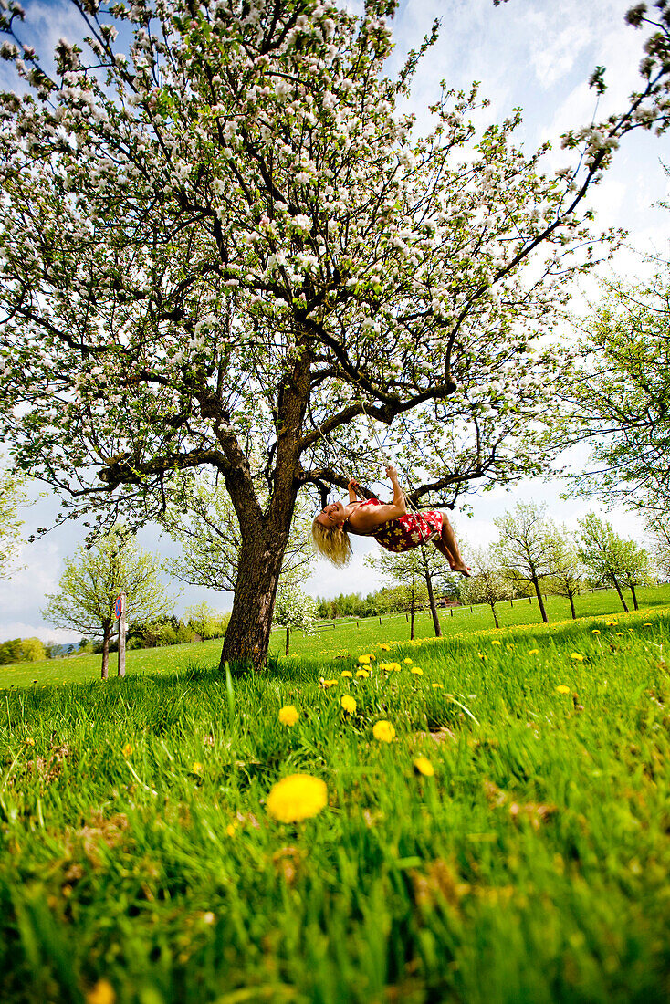 Young woman swining in a blooming apple tree, Stubenberg, Styria, Austria