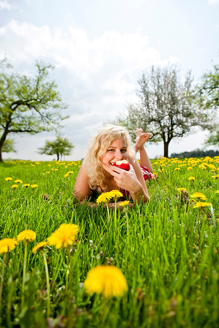 Young woman lying at a dandelion meadow, Stubenberg, Styria, Austria