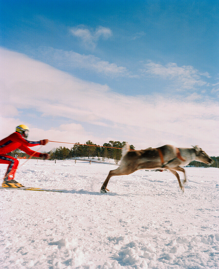 FINLAND, Hemet, Arctic, a reindeer race during a Sami festival in Hemet.