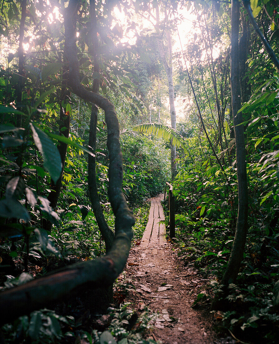 PERU, Amazon Rainforest, South America, Latin America, trail amid trees in Tambopata Research Center