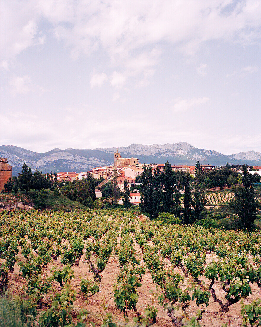 SPAIN, La Rioja, vineyard with houses and mountain range in background
