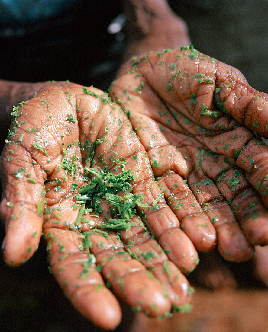 SRI LANKA, Asia, close-up of wet hands of tea picker