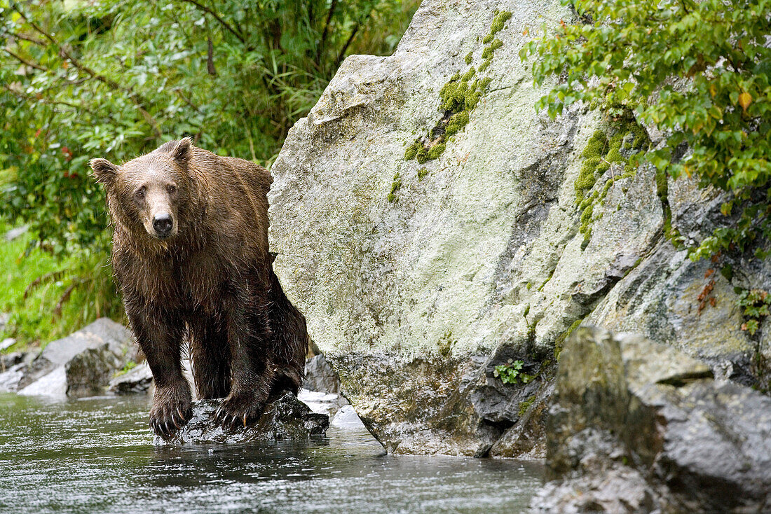 USA, Alaska, grizzly bear by rock, Wolverine Cove, Redoubt Bay