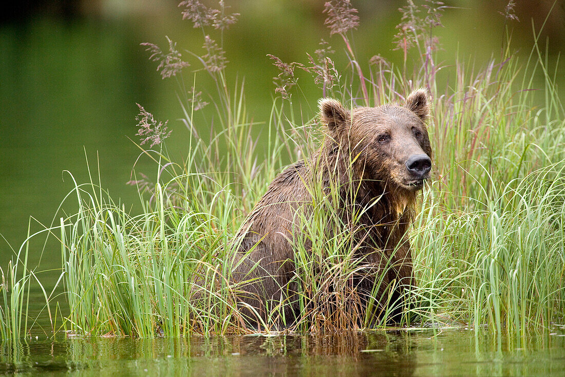 USA, Alaska, grizzly bear in lake, Redoubt Bay