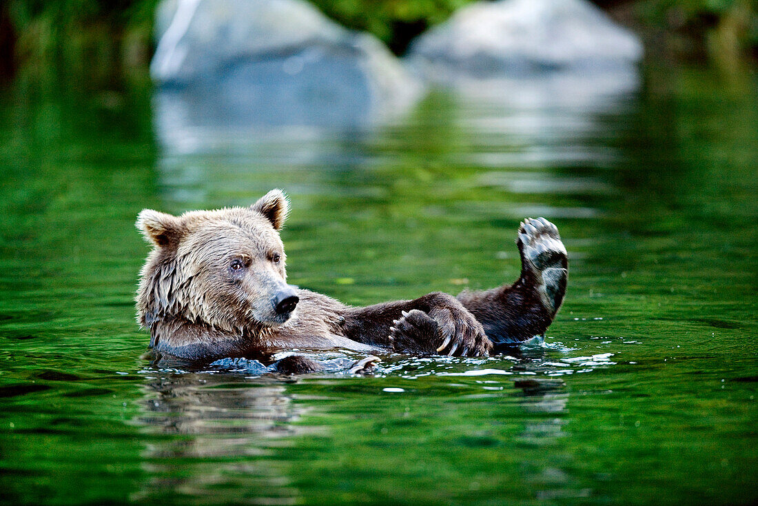 USA, Alaska, grizzly bear floating, Wolverine Cove, Redoubt Bay