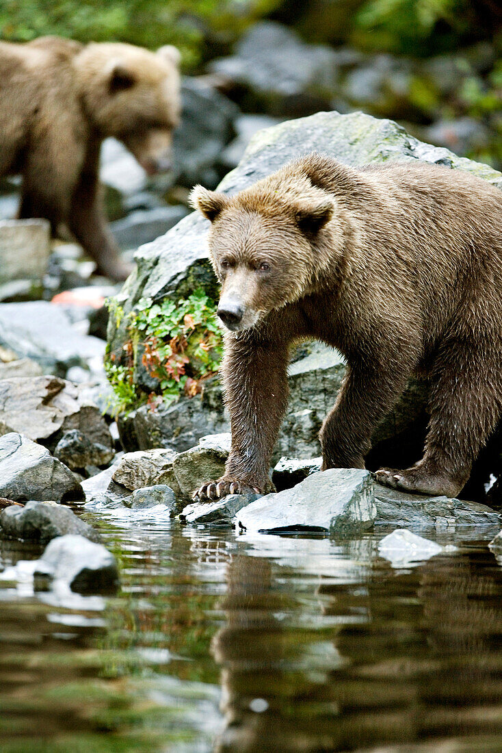 USA, Alaska, brown bears stalking fish, Wolverine Cove, Redoubt Bay