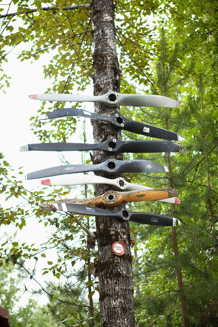 ALASKA, Talkeetna, a tree that is covered with old plane propellers