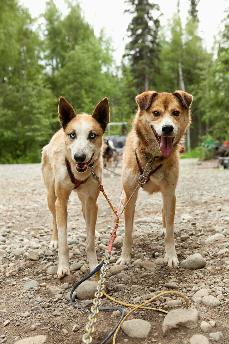 ALASKA, Talkeetna, slead dogs Dawson and Oliver harnessed up and ready for a trail run in the Summertime, Huskytown