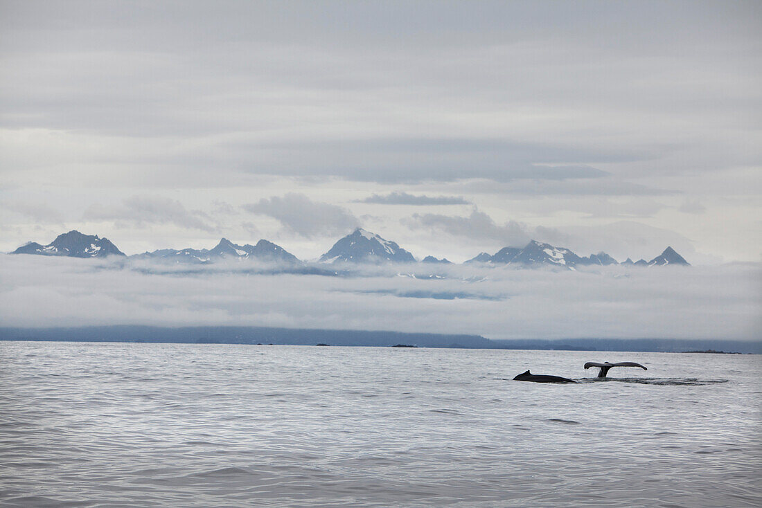 ALASKA, Sitka, grey whales swim and feed on krill in the Sitka Sound