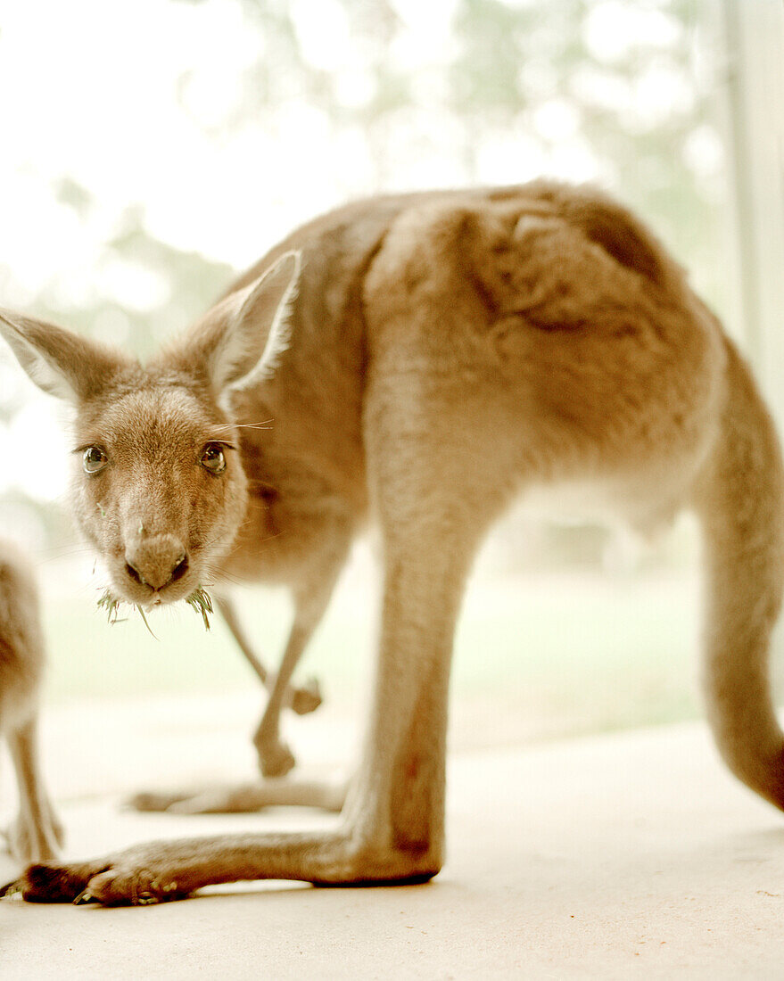 AUSTRALIA, Kangaroo portrait, Queensland