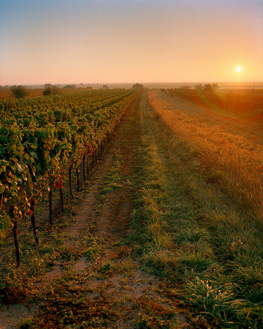 AUSTRIA, Oggau, sunrise over a vineyard South of town, Burgenland