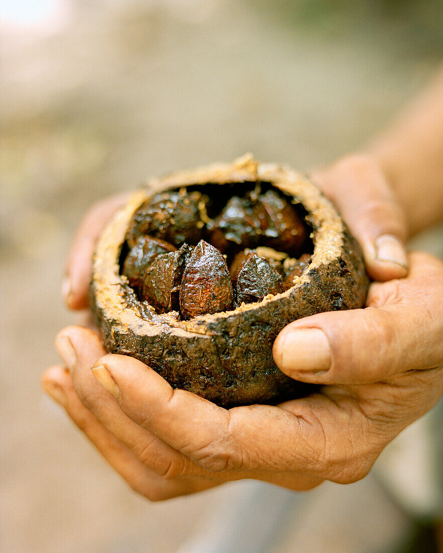 BRAZIL, Belem, South America, human hand holding brazil nuts, Boa Vista, close-up