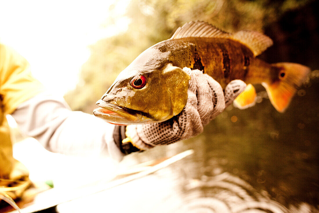 BRAZIL, Agua Boa, fishing guide holding a Peacock Bass, Agua Boa River and resort