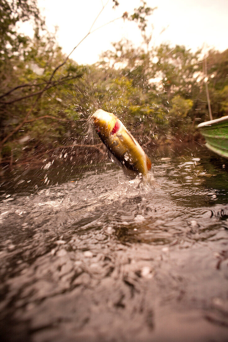 BRAZIL, Agua Boa, a Peacock Bass jumping out of the water, Agua Boa River and resort