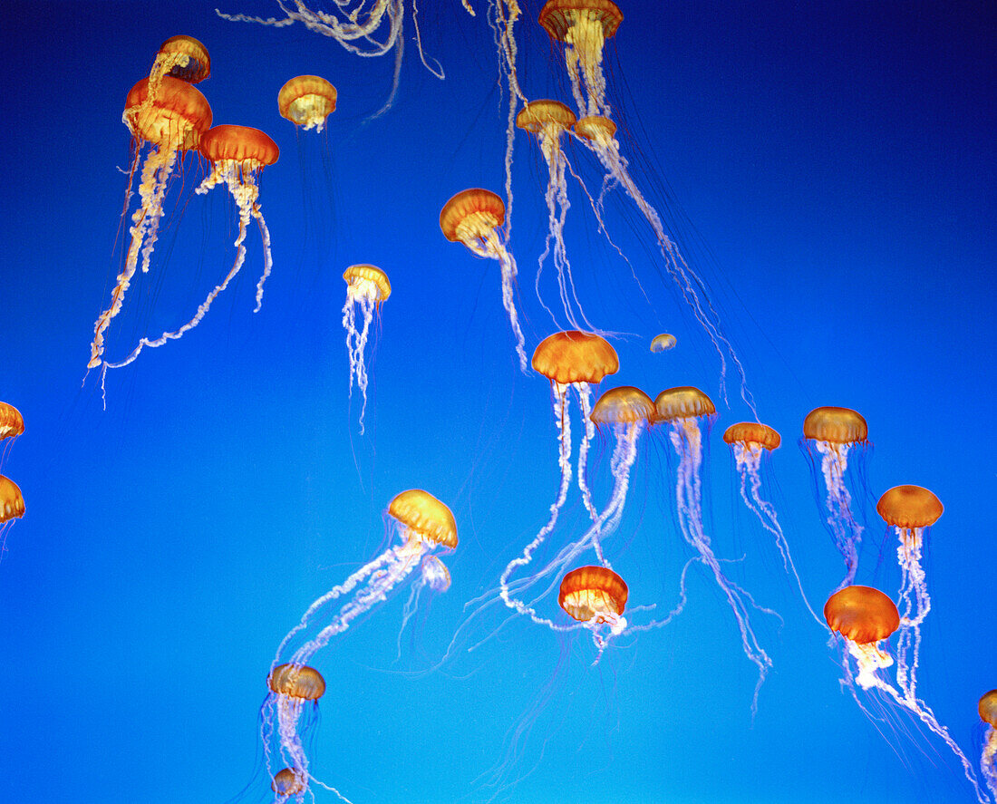 USA, California, Black Sea Nettle Jellyfish, Monterey Bay