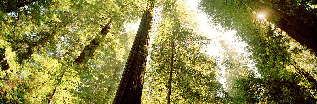 USA, California redwood trees, Avenue of the Giants, Eureka