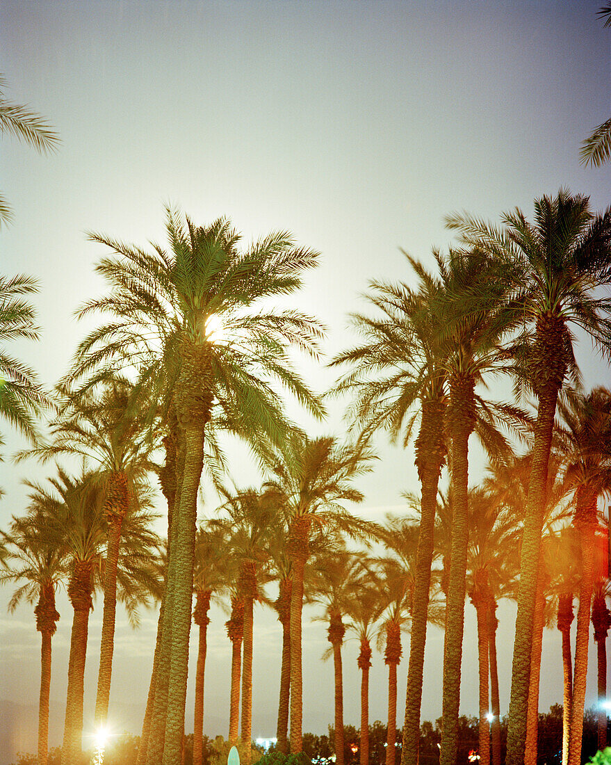 USA, California, palm trees against sky at dusk, Palm Springs