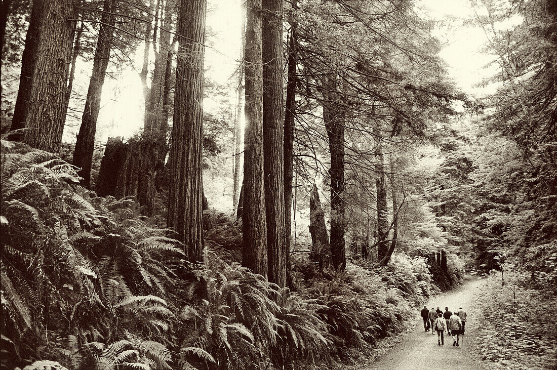 USA, California, people walking in the redwood trees, Avenue of the Giants, Eureka (B&W)