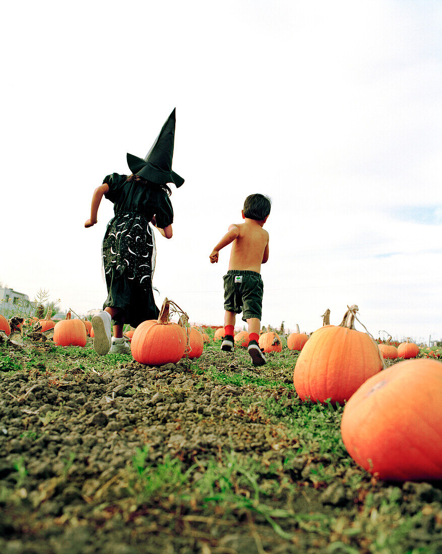 USA, California, girl and boy running in a pumpkin patch, Half Moon Bay