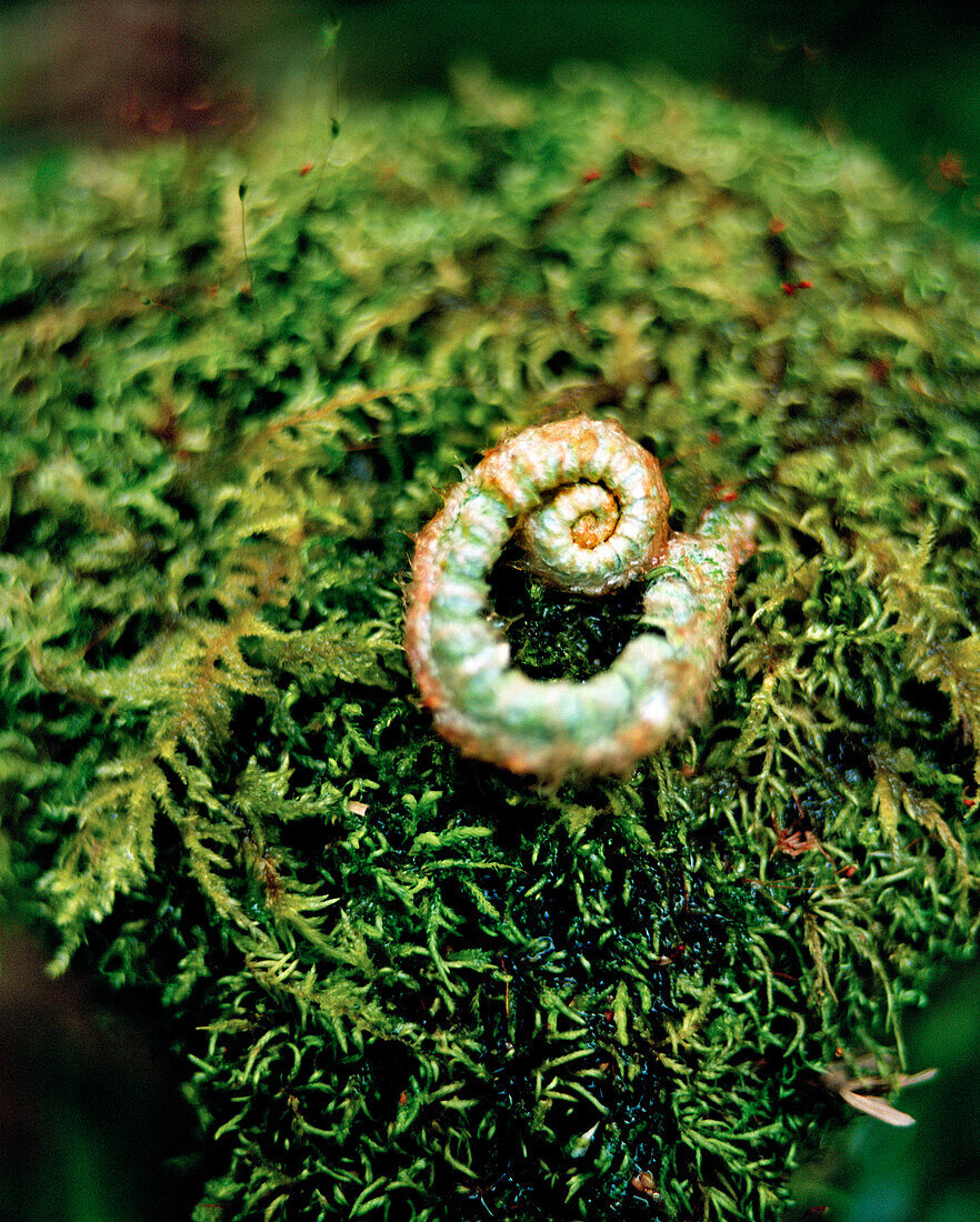 USA, California, fern frond on moss