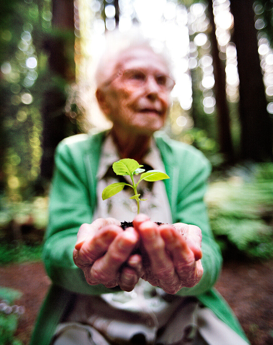 USA, California, senior woman holding seedling in redwood forest