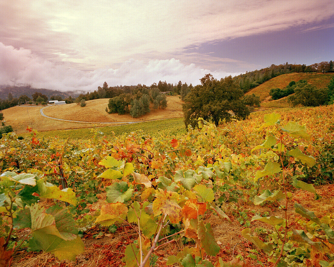 USA, California, Holly's Hill Vineyards against cloudy sky, Gold Country