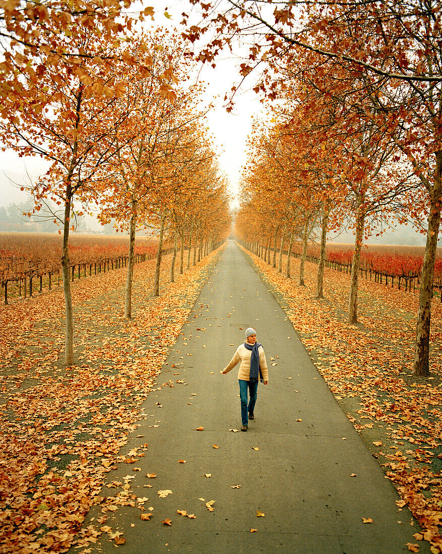 USA, California, Rutherford, trees with Autumn colors and a young woman walking on road, Napa Valley vineyard