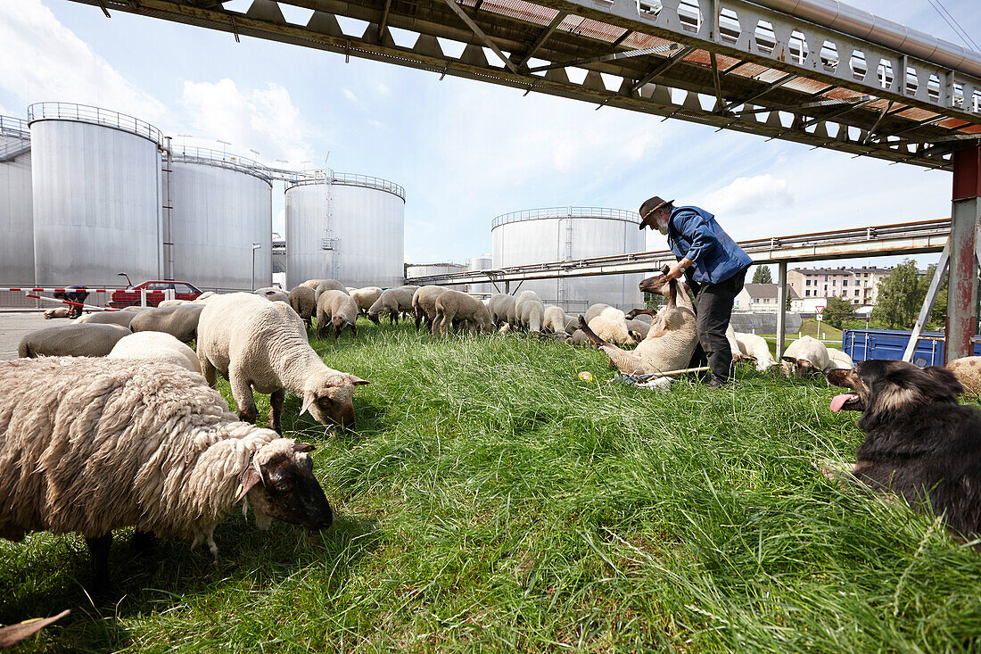 Shepherd with flock moving through the southern harbour area, main dike Lauenbruch, northern Harburg, Hamburg, Germany