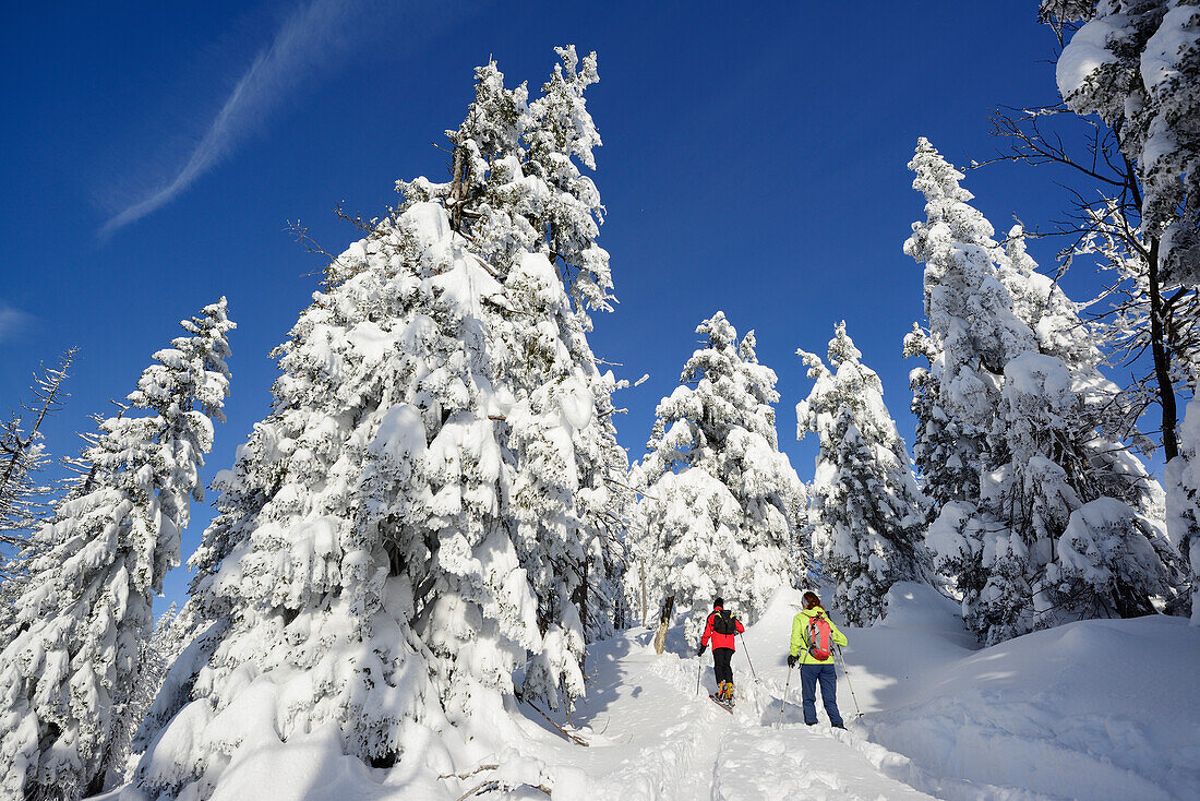 Two backcountry skiier ascending to Spitzstein, Chiemgau Alps, Tyroll, Austria