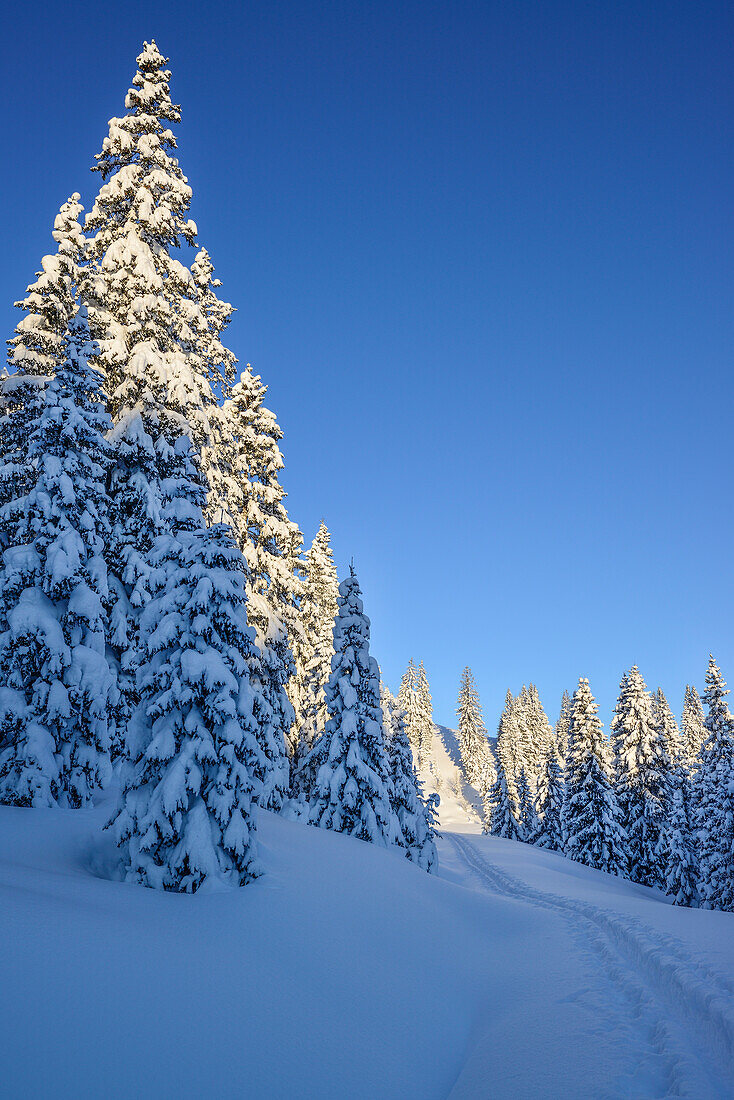 Snow-covered trees, Teufelstaettkopf, Puerschling, Ammergauer Alps, Upper Bavaria, Bavaria, Germany