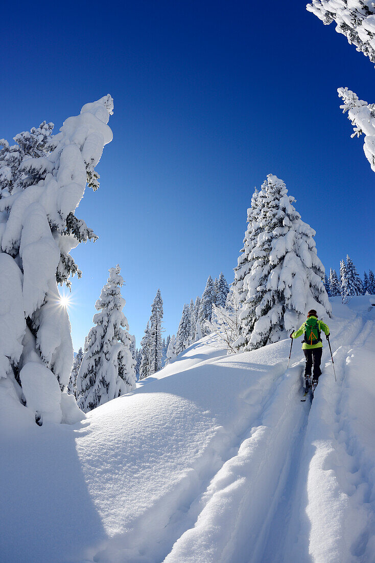 Female backcountry skier ascending to Teufelstaettkopf, Ammergau Alps, Upper Bavaria, Bavaria, Germany