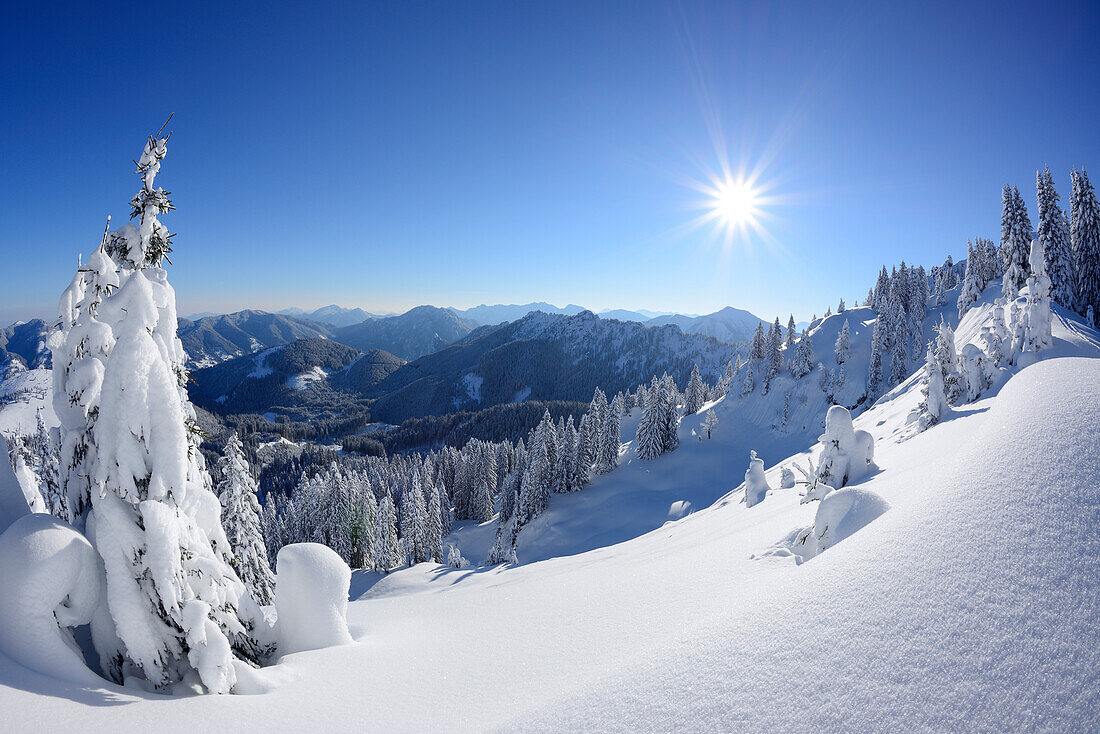 Snow-covered trees at Teufelstaettkopf, view to Ammergauer Alps, Teufelstaettkopf, Puerschling, Ammergauer Alps, Upper Bavaria, Bavaria, Germany