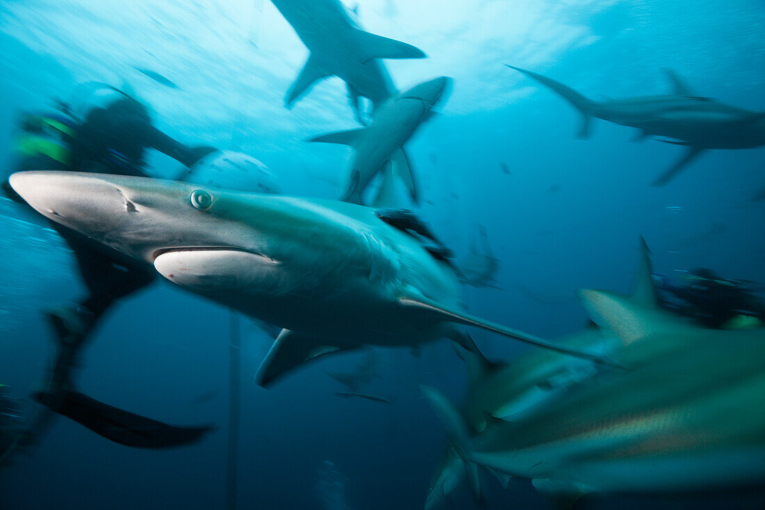 Schwarzspitzenhaie, Carcharhinus limbatus, Aliwal Shoal, Indischer Ozean, Suedafrika
