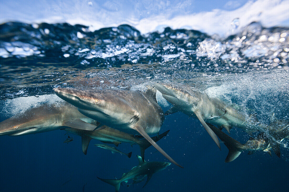 Blacktip Sharks, Carcharhinus limbatus, Aliwal Shoal, Indian Ocean, South Africa