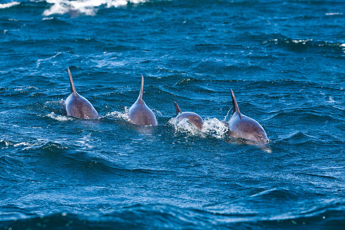 Common Dolphin, Delphinus capensis, Wild Coast, Eastern Cap, South Africa
