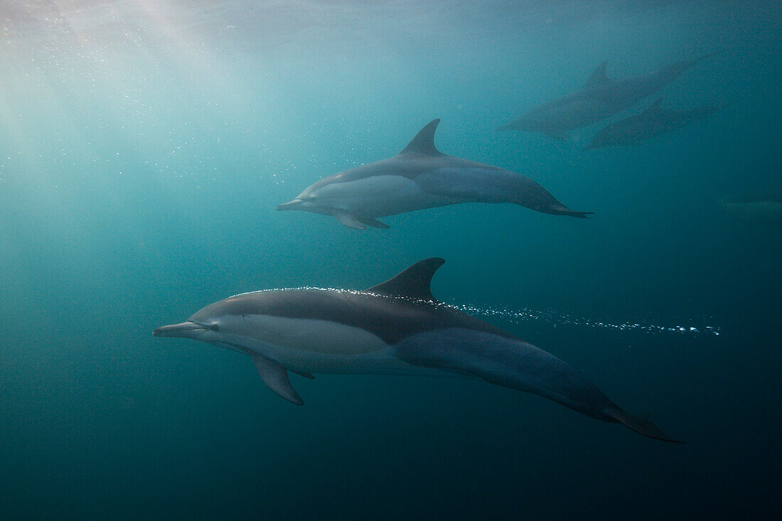 Gemeine Delfine, Delphinus capensis, Indischer Ozean, Wild Coast, Suedafrika