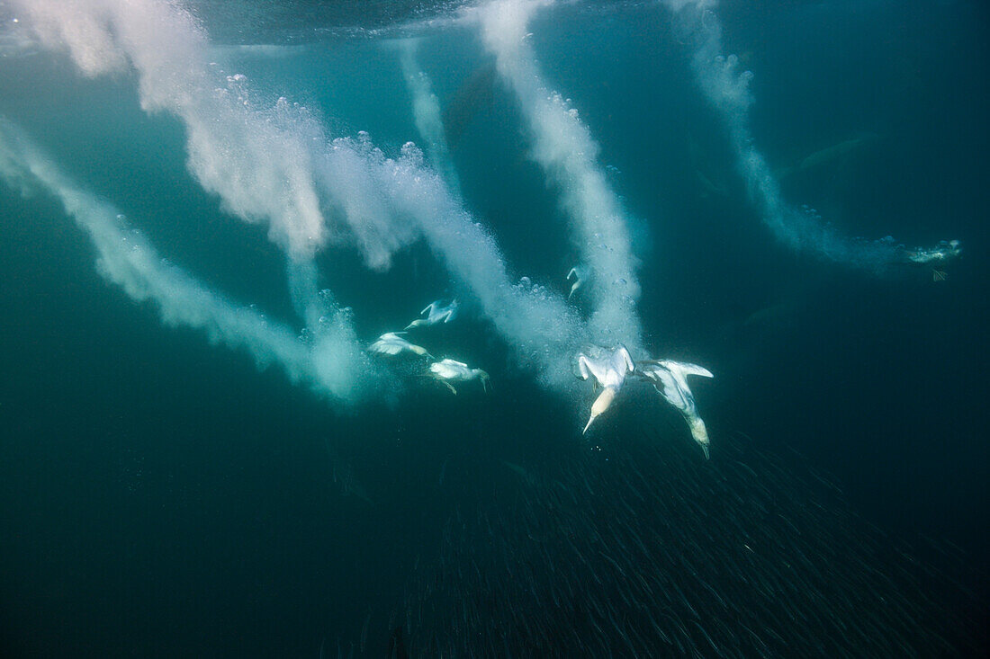 Cape Gannets hunting Sardines, Morus capensis, Indian Ocean, Wild Coast, South Africa