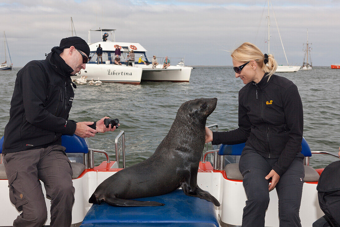 Touristen beobachten Suedafrikanische Seebaeren, Arctocephalus pusillus, Walvis Bay, Namibia