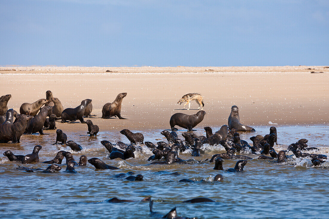 Suedafrikanische Seebaeren, Arctocephalus pusillus, Walvis Bay, Namibia